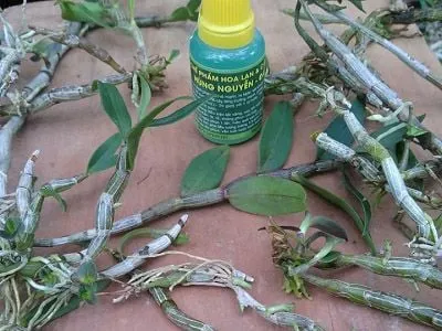 Kỹ Thuật Ghép Lan Thạch Hộc Tía Lên Giá Thể