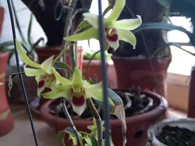 Chăm Sóc Lan Thạch Hộc Tía Trong Điều Kiện Mát Mẻ