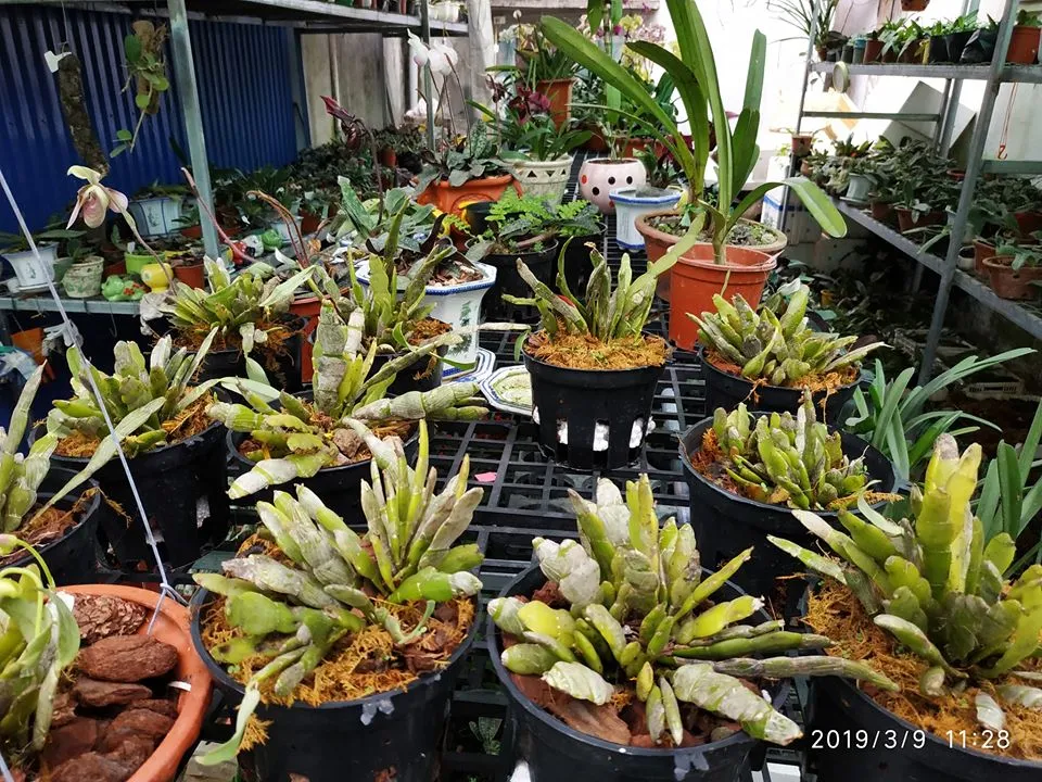 Cây Lan Hoàng Thảo Trần Tuấn được trồng thuần trong chậu với giá thể vỏ thông