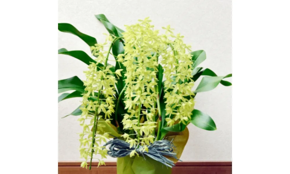 Lan hoàng hậu có màu vàng sữa