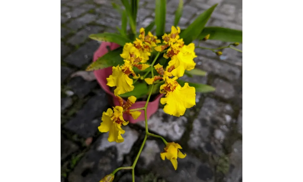 Lan mật ngọt thường được trang trí ở quán cà phê