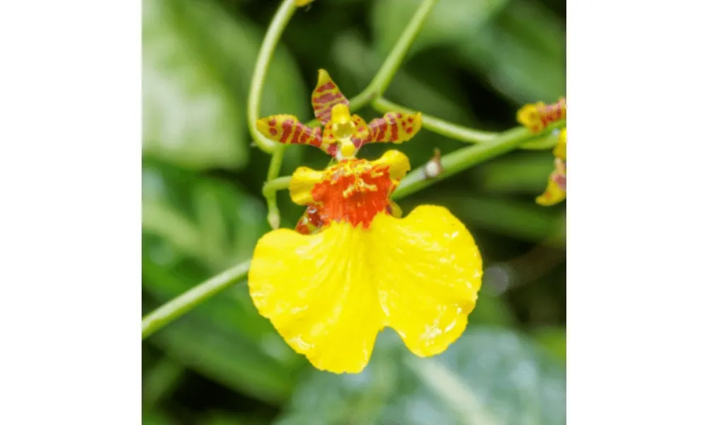 Lan mặt trời có bộ lá nhỏ chỉa lên trời