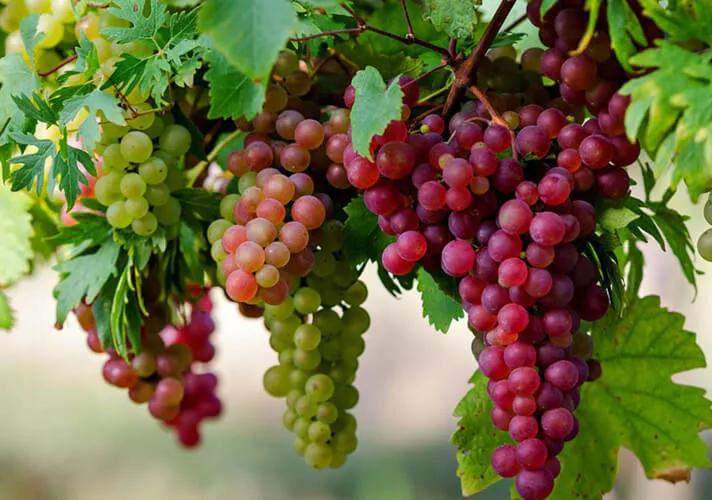 cách trồng nho trong chậu và giàn leo đơn giản trên sân thượng