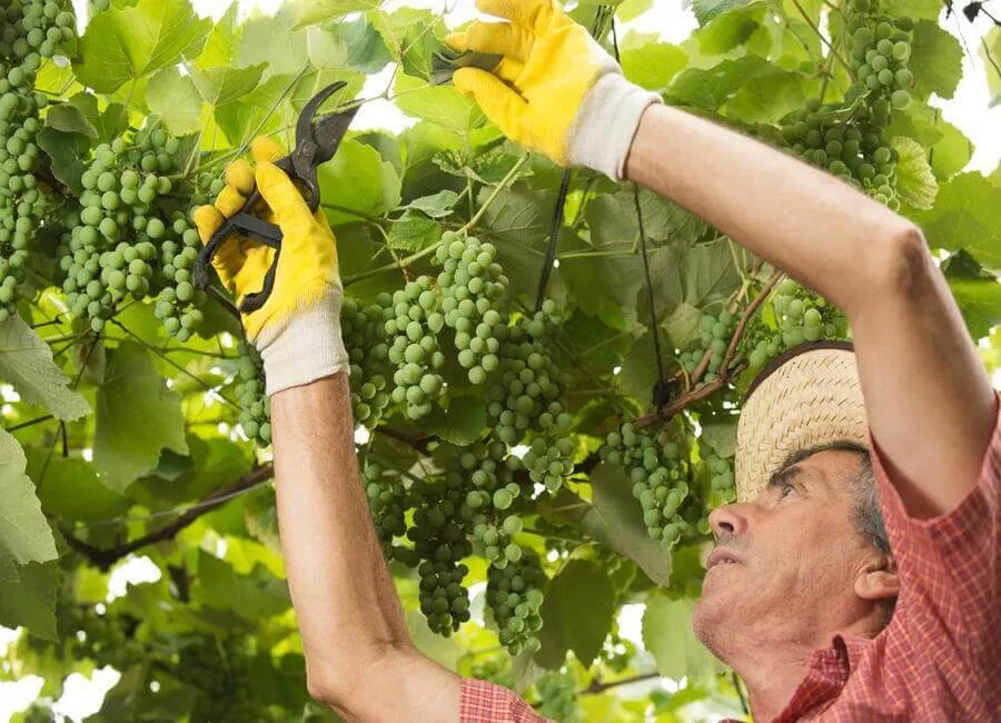 Tạo tán giàn leo và kỹ thuật cắt tỉa cho cây nho trồng trong chậu