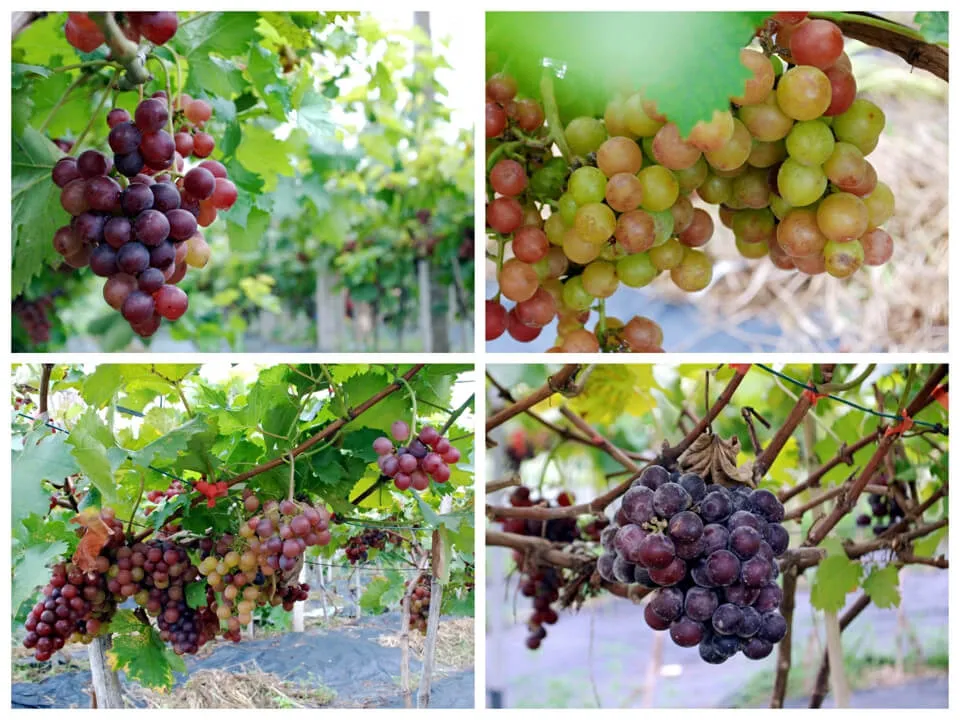 Thu hoạch chùm nho đã chín hoàn toàn từ cây áp dụng cách trồng nho trong chậu