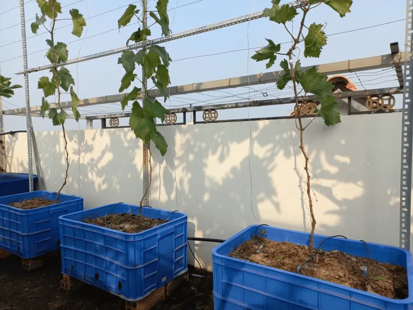 Kích thước và vật liệu chậu trồng phù hợp cho cách trồng nho trong chậu