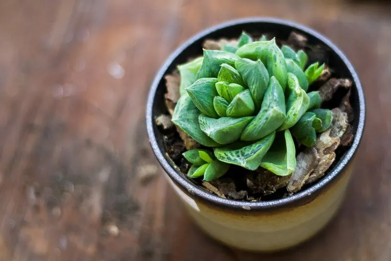 Cách Trồng Sen Đá Khi Mới Mua Về Đúng Kỹ Thuật Cho Người Mới Bắt Đầu