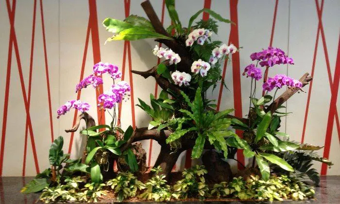 Chi tiết cách trồng tiểu lan hồ điệp rừng trên giá thể gỗ