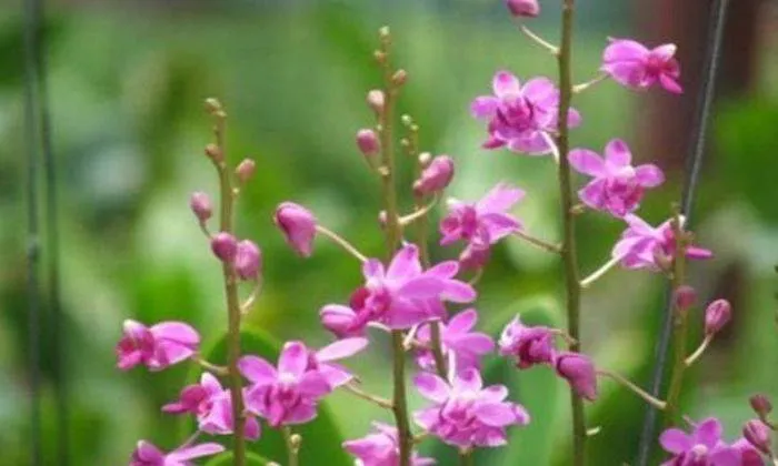 Những điều cần lưu ý về cách trồng và chăm sóc tiểu lan hồ điệp rừng