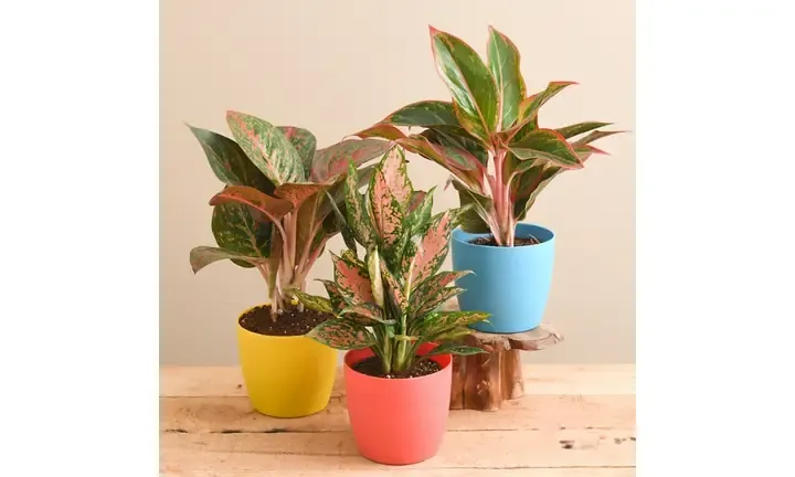 Hướng dẫn chi tiết cách trồng cây phú quý trong đất