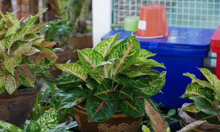 Đặc điểm hình thái của cây phú quý Aglaonema