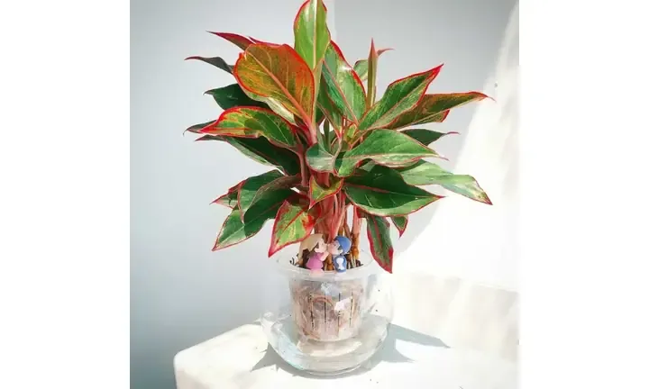 Kỹ thuật trồng và nhân giống cây phú quý thủy canh