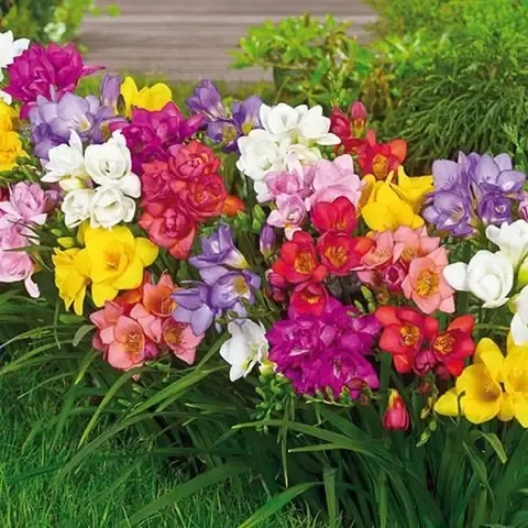 Hình ảnh củ lan Nam Phi chất lượng cao đã được xử lý sẵn sàng để trồng