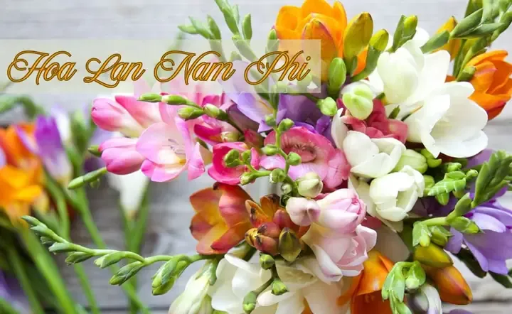 Hoa Lan Nam Phi đang nở rộ, thể hiện vẻ đẹp rực rỡ của cây trồng chậu