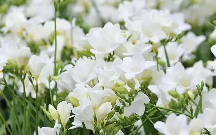 Cận cảnh chậu hoa lan Nam Phi với lá xanh đậm và búp hoa chuẩn bị nở