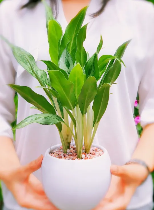 Lá và thân cây Giữ Tiền chi tiết