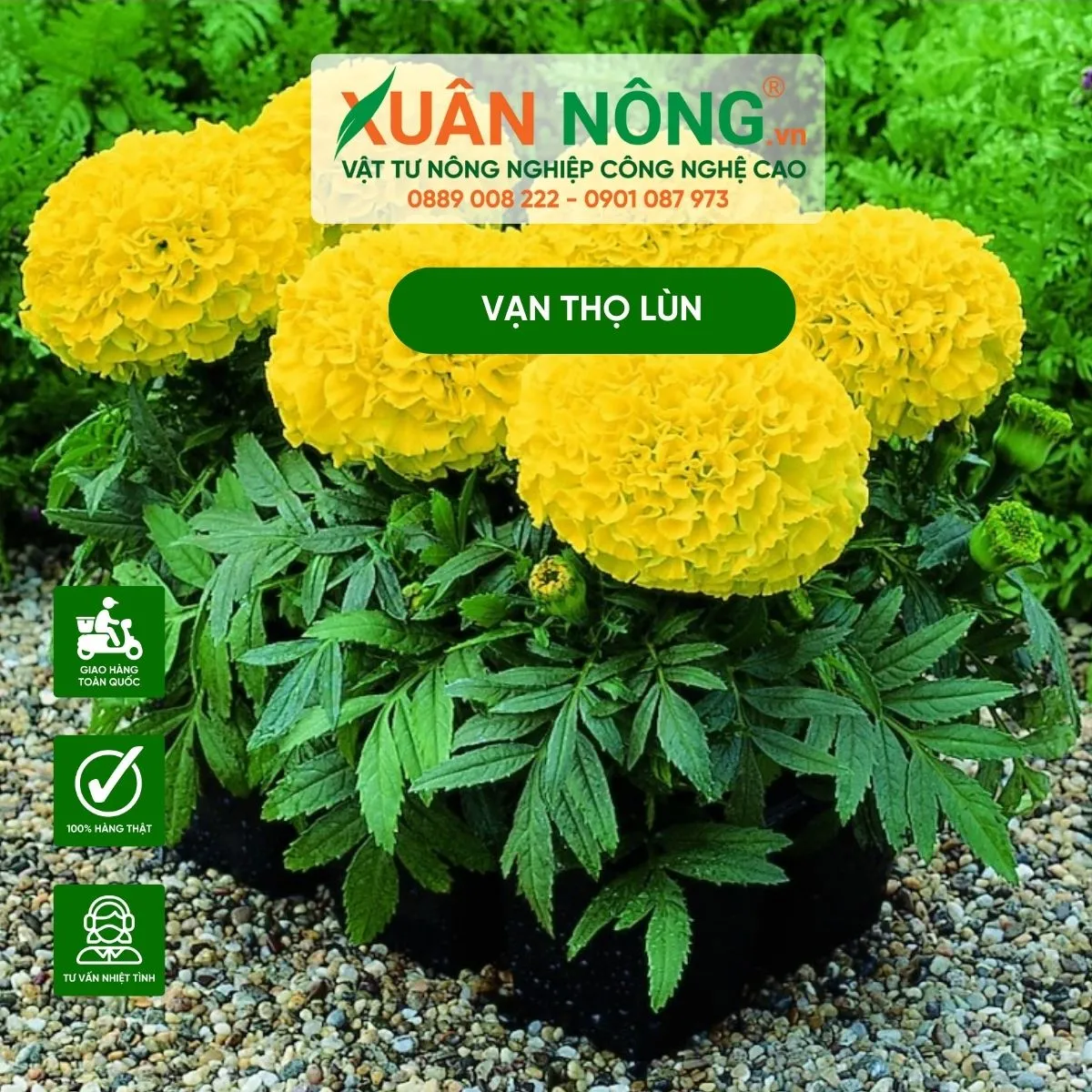 Các giai đoạn phát triển và kỹ thuật trồng hoa vạn thọ trong chậu