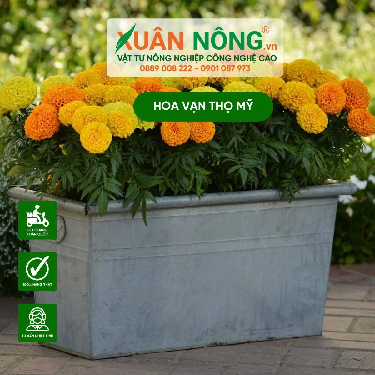 Hình ảnh các giai đoạn phát triển của hoa vạn thọ Mỹ sau khi bấm ngọn