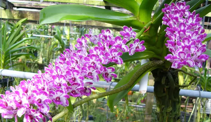 Cách Trồng Lan Vanda Vào Chậu: Hướng Dẫn Chi Tiết Từ A Đến Z