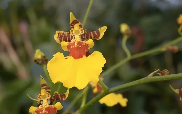 Cây lan Vũ Nữ Mật Ngọt đang ra hoa rực rỡ