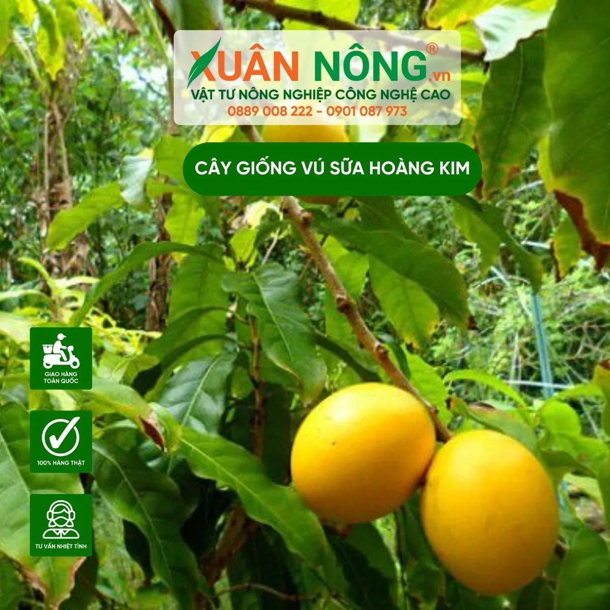 Kỹ thuật trồng cây vú sữa hoàng kim đúng cách