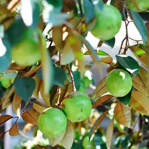 Hình ảnh cây vú sữa đậu quả sai trĩu