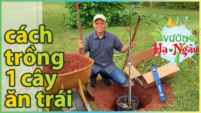 Cách Trồng Rau Cải Xanh Năng Suất Cao Ngay Tại Vườn Nhà