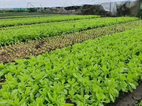 Hình ảnh gieo trồng và chăm sóc cây xà lách dún non trong khay ươm