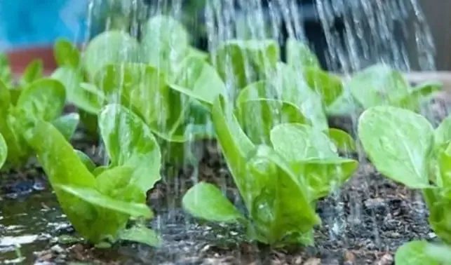 Hướng dẫn chi tiết các bước chăm sóc trong cách trồng salad tại nhà cho người mới