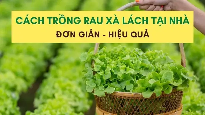 Lựa chọn chậu trồng và mật độ cây trong cách trồng salad xà lách