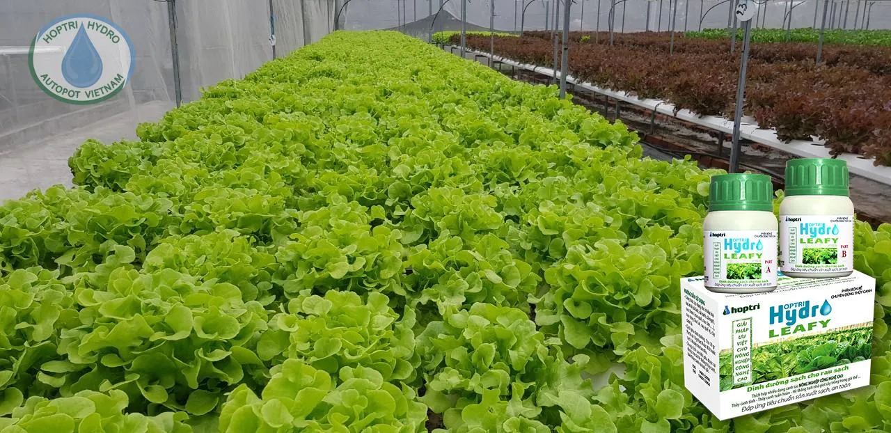 Hệ thống thủy canh trồng xà lách sạch tại vườn rau gia đình