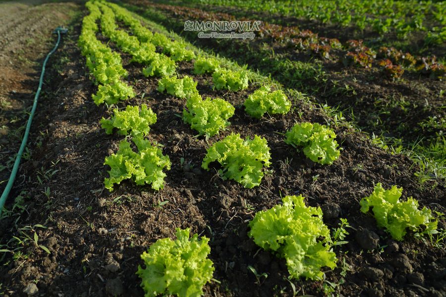 Cách Trồng Xà Lách Tại Nhà Đạt Năng Suất Cao Nhất