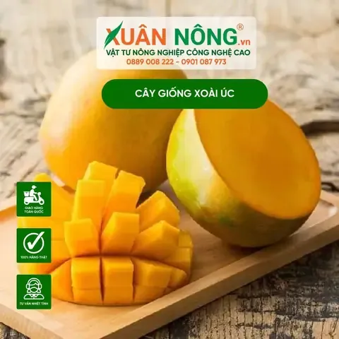 Lợi ích của Xoài Úc đối với sức khỏe và kinh tế