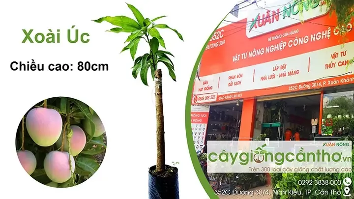 Cây giống Xoài Úc đạt tiêu chuẩn cho năng suất cao