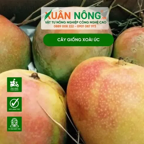 Mật độ trồng cây Xoài Úc theo khoảng cách chuẩn kỹ thuật