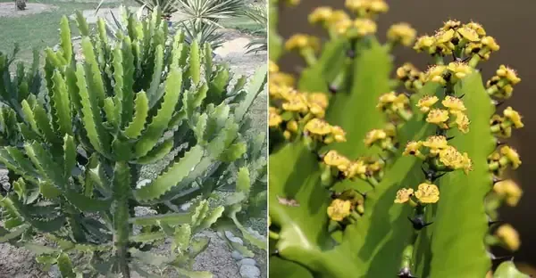 Quy trình trồng và nhân giống xương rồng ba cạnh bằng phương pháp giâm cành