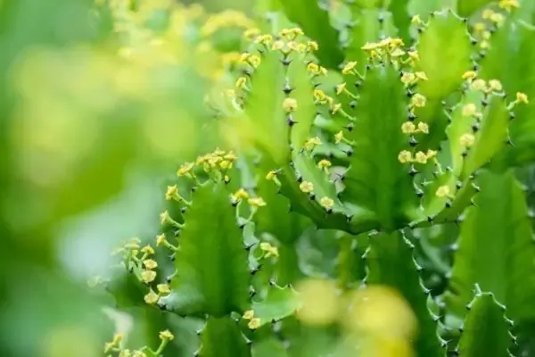 Kỹ thuật chăm sóc ánh sáng và tưới nước đúng cách cho xương rồng 3 cạnh