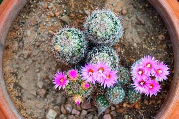 trồng cây xương rồng ra hoa