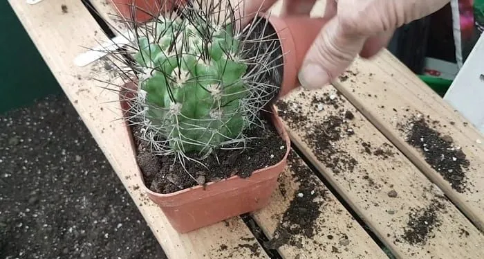 kỹ thuật trồng cây xương rồng ra hoa