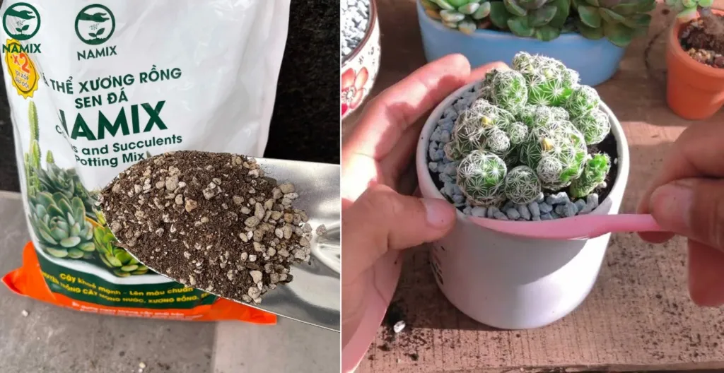 cach trong xuong rong trung cut