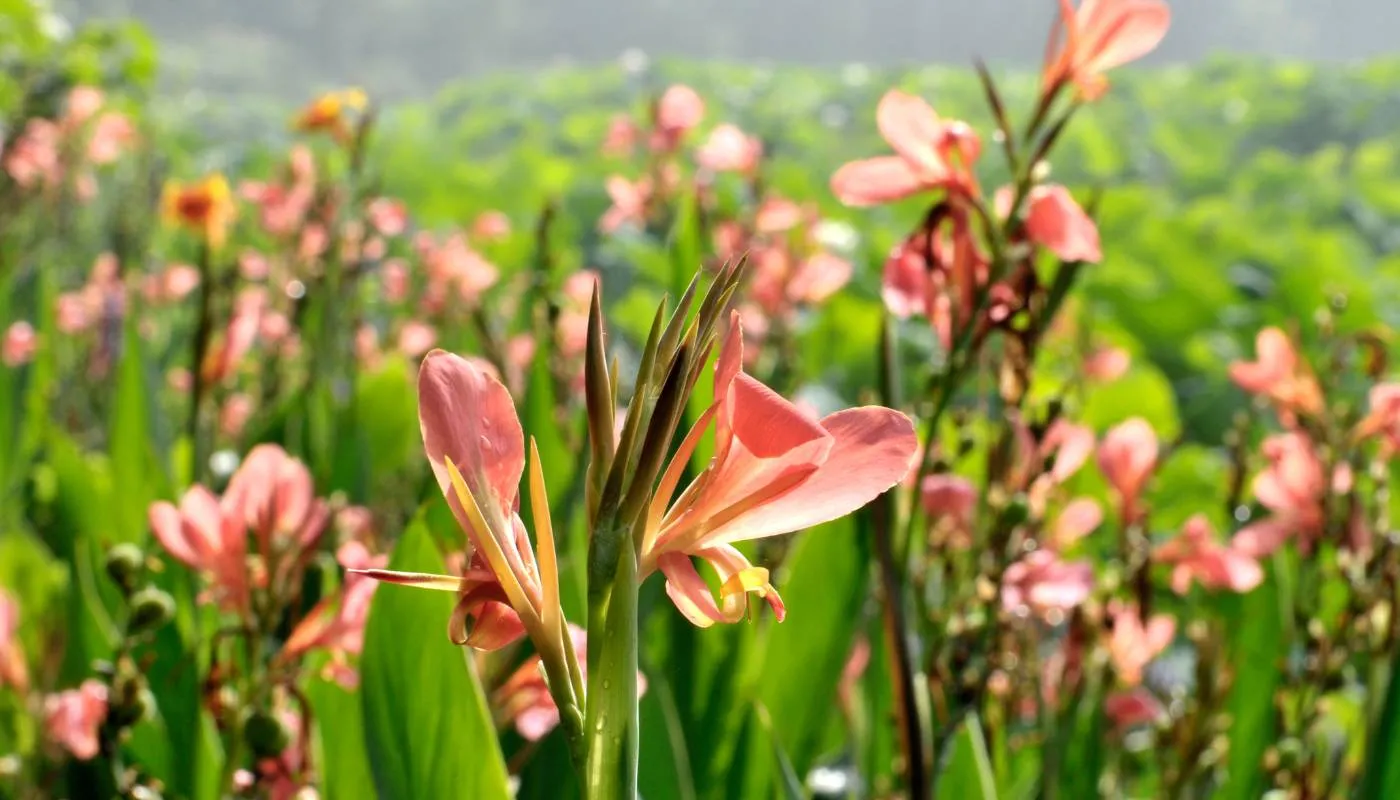 cách trồng và chăm sóc hoa