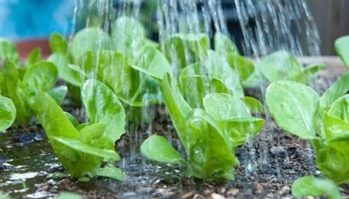 cách tưới nước rau đúng cách