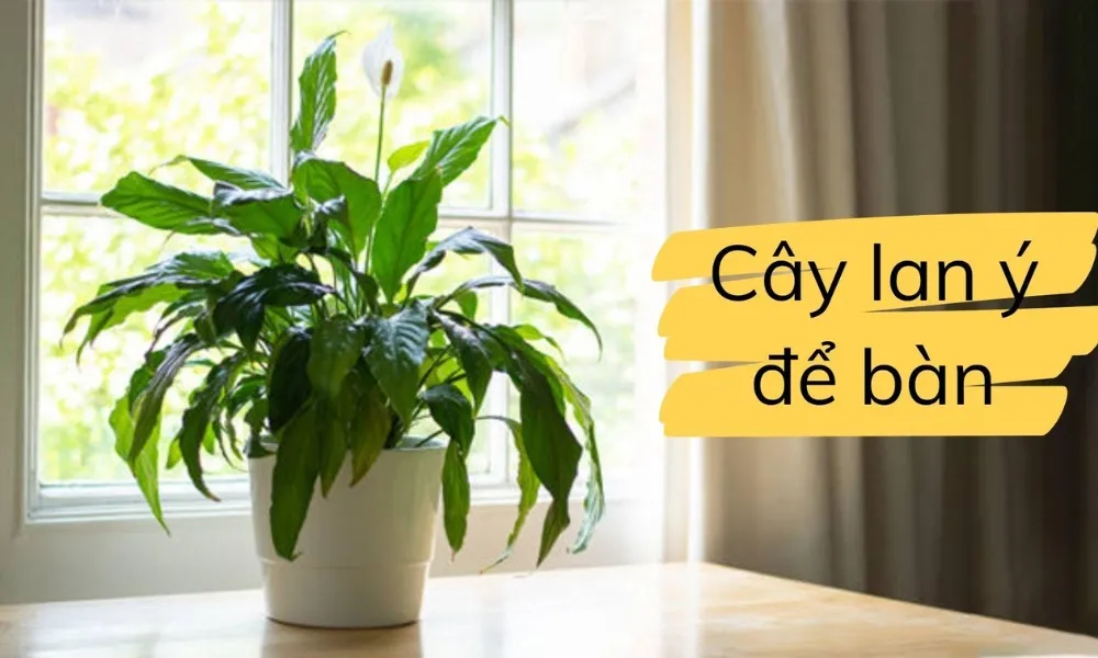 Ủ phân giúp lan phát triển