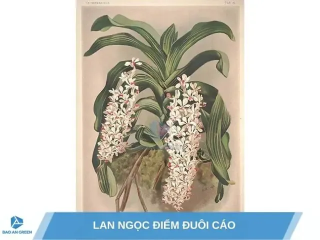 Kỹ thuật cắt tỉa rễ thối và lá úa khi xử lý lan rừng