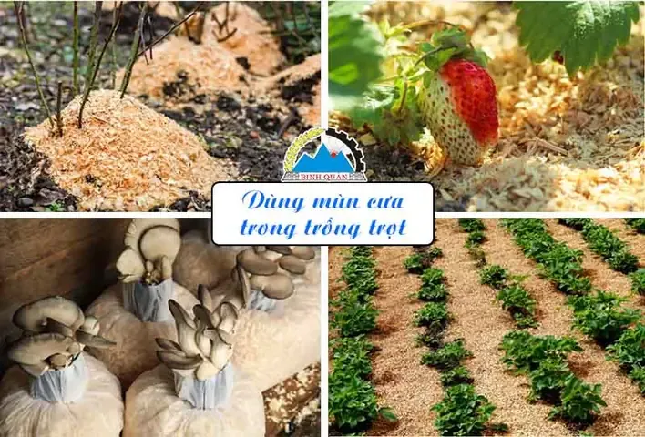 Quy trình xử lý mùn cưa hữu cơ trồng cây tại vườn
