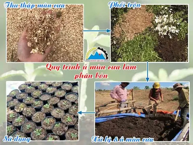 Quy trình xử lý mùn cưa hữu cơ trồng cây tại vườn