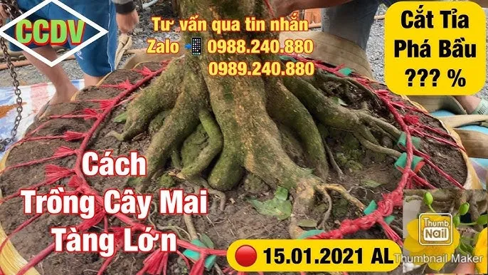 Cáchn gâm rễ cây mai không có bầu đất bằng chất kích thích ra rễ giúp tăng tỷ lệ sống