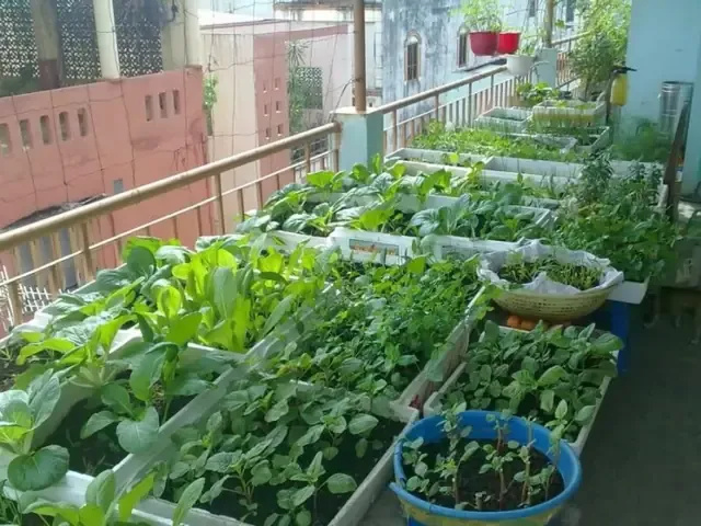 Cách Xử Lý Tro Trấu Trồng Cây