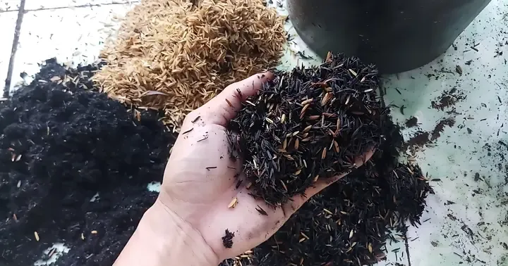 Cách Trộn Tro Trấu Và Xơ Dừa Giúp Đất Phát Triển