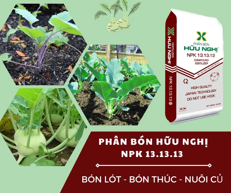 Bón phân đúng cách là bí quyết cho cách trồng su hào củ to hiệu quả